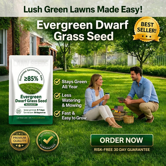 2026 Evergreen Dwarf Grass Seed for Four Seasons| Durable, Vibrant Green All Year